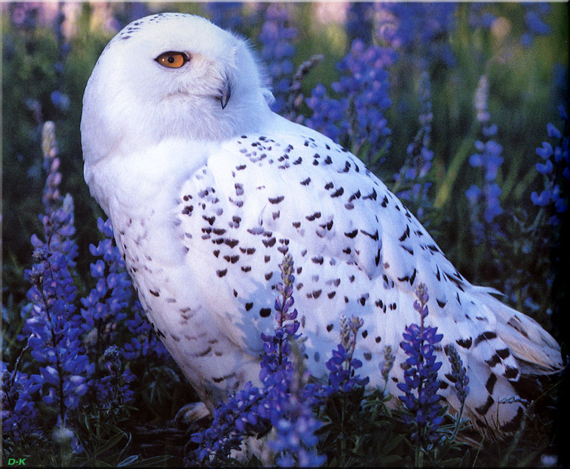 [Birds of North America] Snowy Owl; DISPLAY FULL IMAGE.