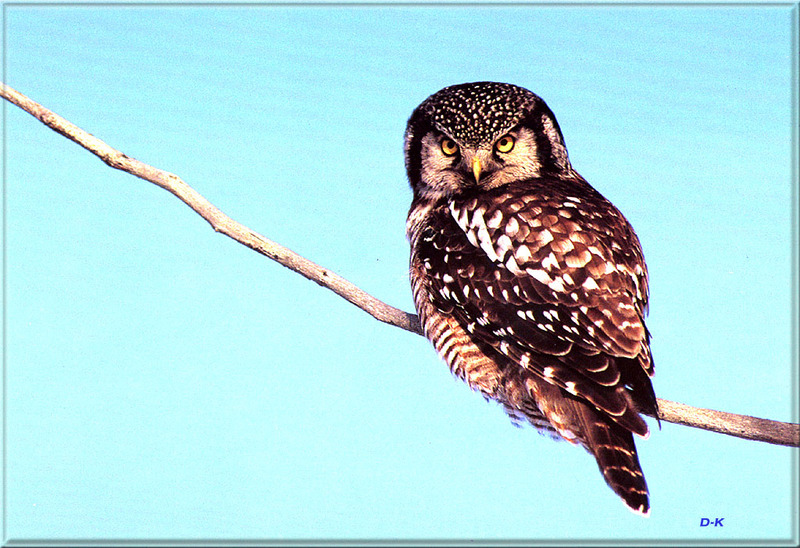 [Birds of North America] Boreal Owl (Aegolius funereus); DISPLAY FULL IMAGE.