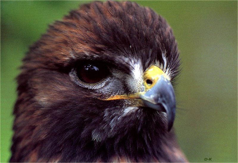 [Birds of North America] Buteo Hawk; DISPLAY FULL IMAGE.