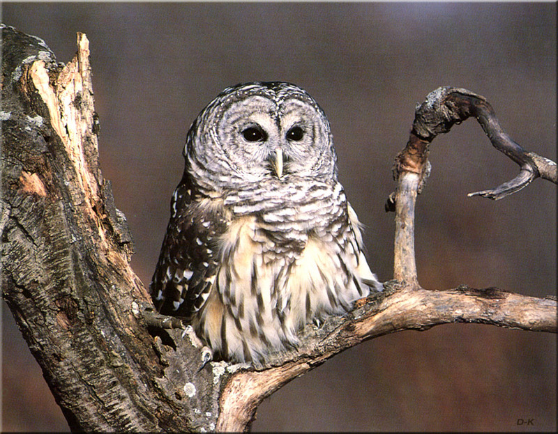 [Birds of North America] Barrel Owl; DISPLAY FULL IMAGE.