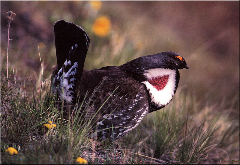 [Birds of North America] Blue Grouse; DISPLAY FULL IMAGE.