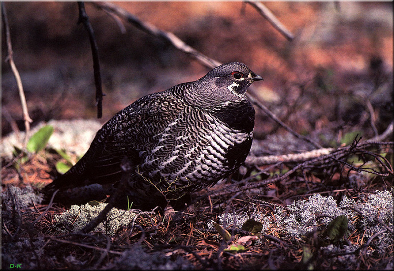 [Birds of North America] Spruce Grouse; DISPLAY FULL IMAGE.