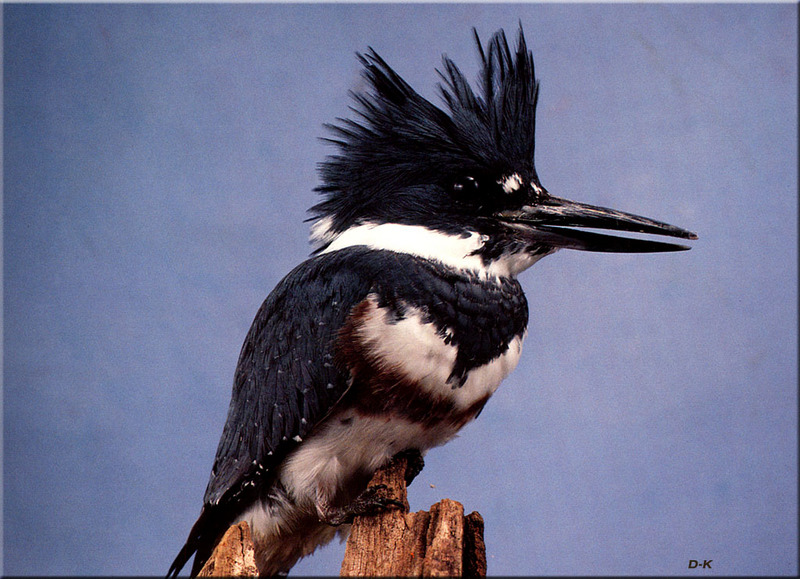 [Birds of North America] Belted Kingfisher; DISPLAY FULL IMAGE.