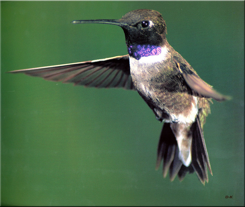 [Birds of North America] Black-chinned Hummingbird; DISPLAY FULL IMAGE.