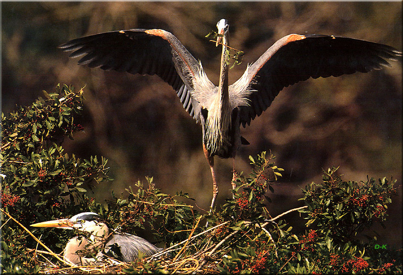 [Birds of North America] Great Blue Heron (Ardea herodias); DISPLAY FULL IMAGE.