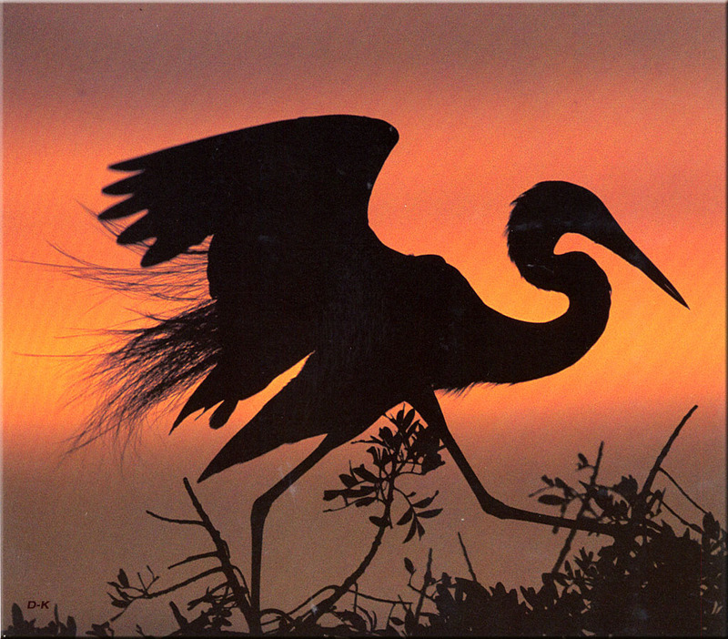 [Birds of North America] Great Egret; DISPLAY FULL IMAGE.