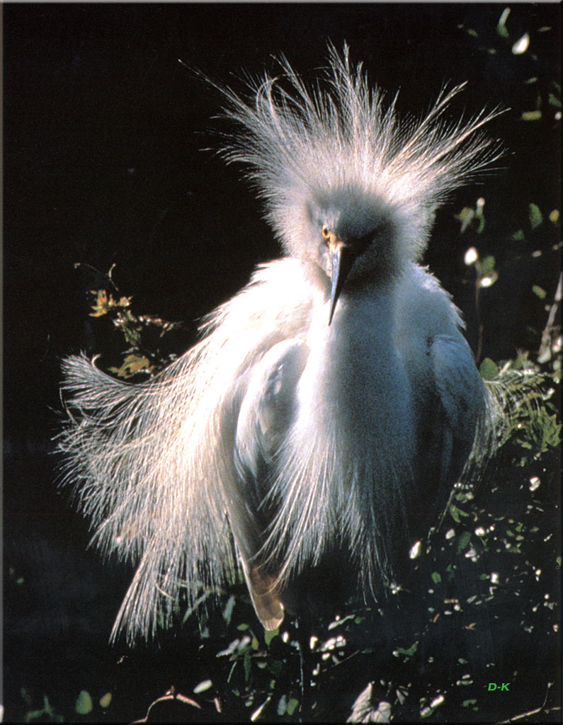 [Birds of North America] Snowy Egret; DISPLAY FULL IMAGE.