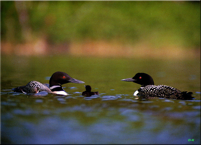 [Birds of North America] Common Loon family; DISPLAY FULL IMAGE.