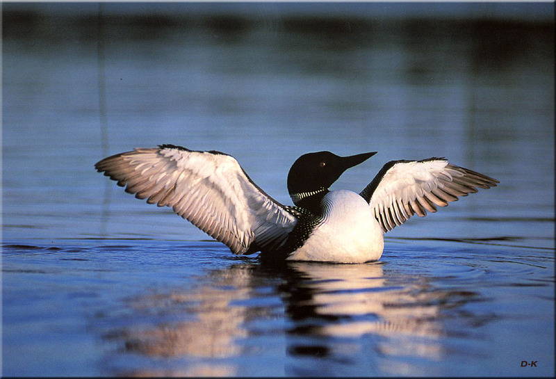 [Birds of North America] Common Loon; DISPLAY FULL IMAGE.