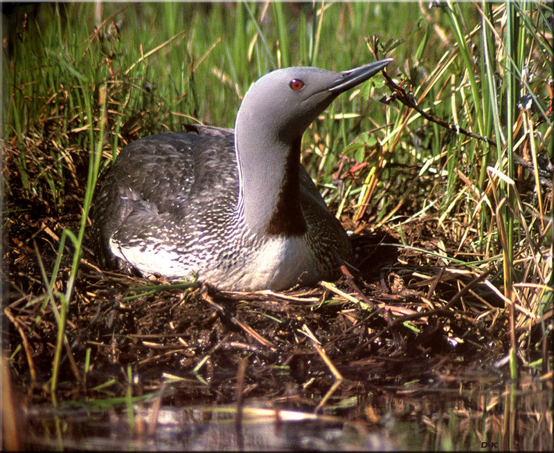 [Birds of North America] Red-throated Loon; DISPLAY FULL IMAGE.
