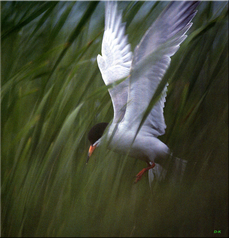 [Birds of North America] Forster's Tern; DISPLAY FULL IMAGE.