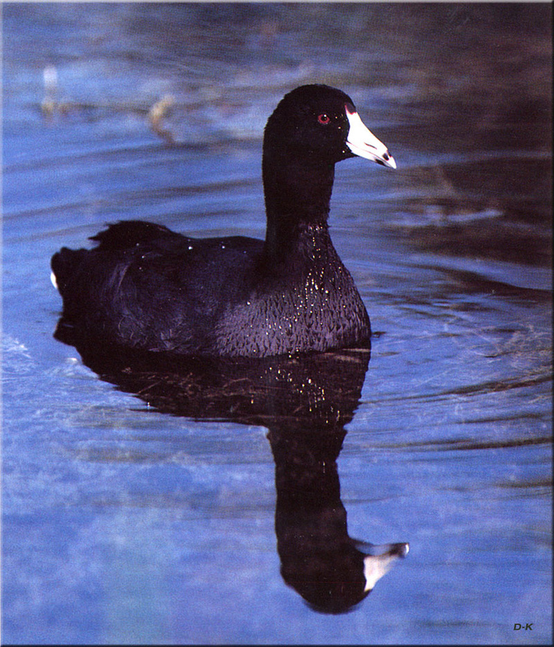 [Birds of North America] American Coot; DISPLAY FULL IMAGE.
