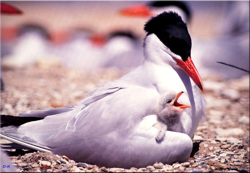 [Birds of North America] Caspian Tern (and Chick); DISPLAY FULL IMAGE.