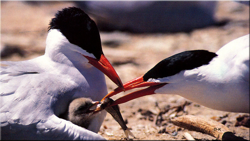 [Birds of North America] Caspian Tern (and Chick Feeding); DISPLAY FULL IMAGE.