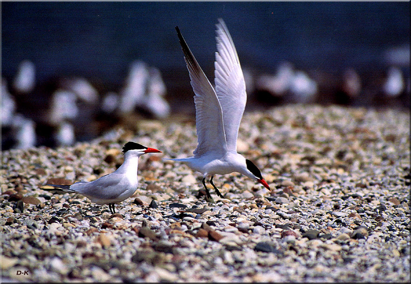 [Birds of North America] Caspian Terns; DISPLAY FULL IMAGE.