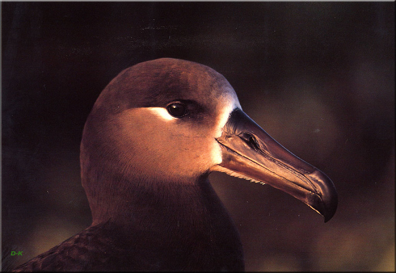 [Birds of North America] Black-footed Albatross; DISPLAY FULL IMAGE.