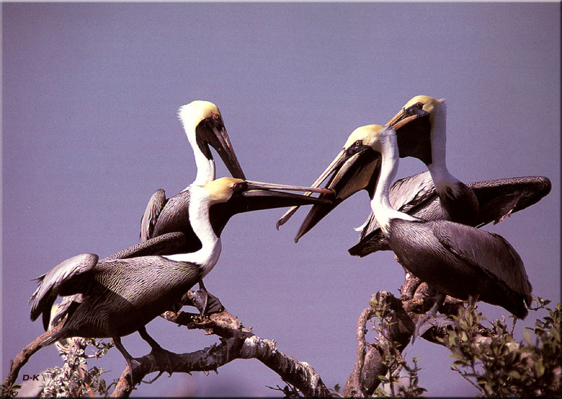 [Birds of North America] Brown Pelican; DISPLAY FULL IMAGE.