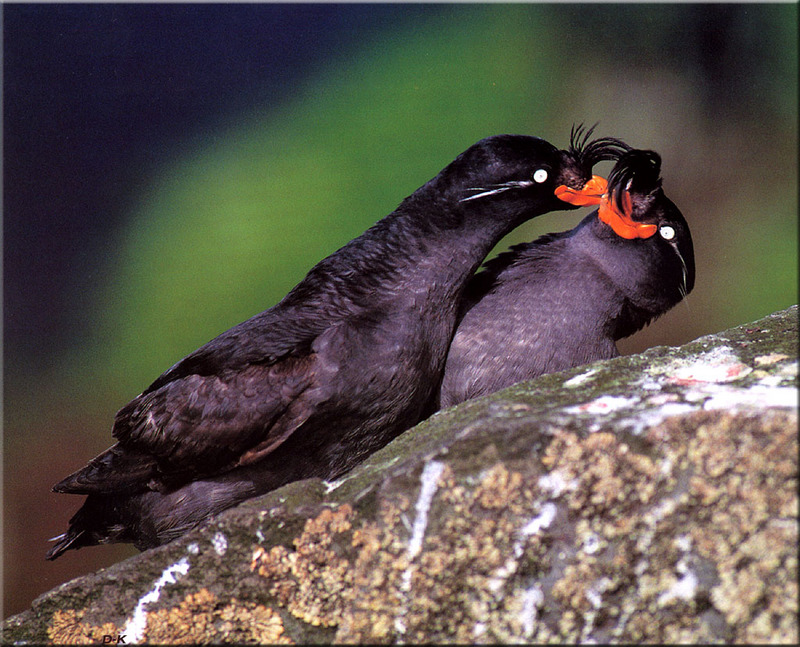 [Birds of North America] Crested Auklet pair; DISPLAY FULL IMAGE.