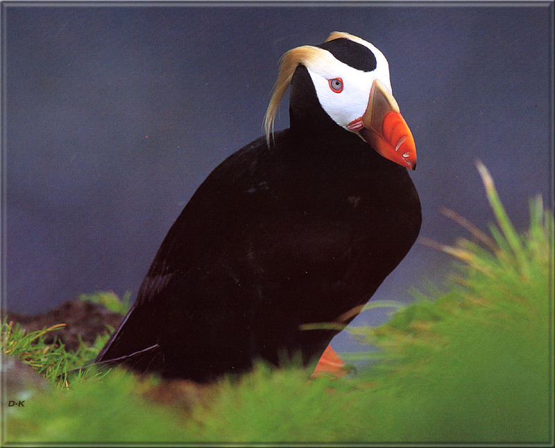 [Birds of North America] Tufted Puffin; DISPLAY FULL IMAGE.