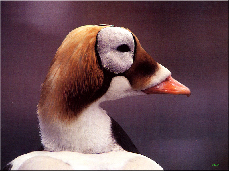 [Birds of North America] Spectacled Eider; DISPLAY FULL IMAGE.