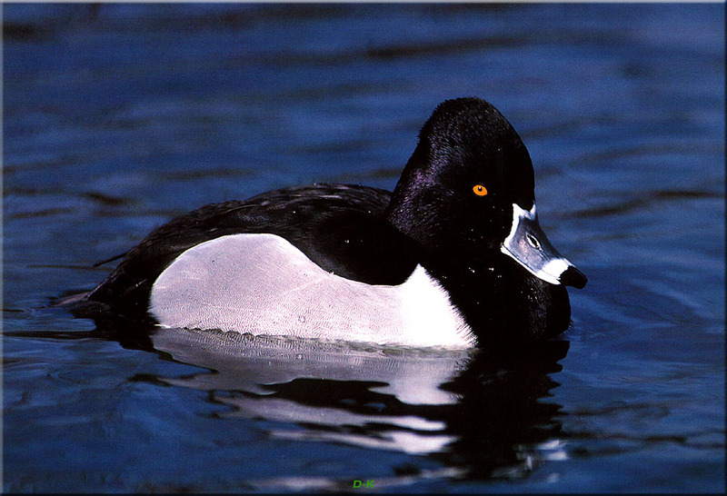 [Birds of North America] Ring-Necked Duck; DISPLAY FULL IMAGE.