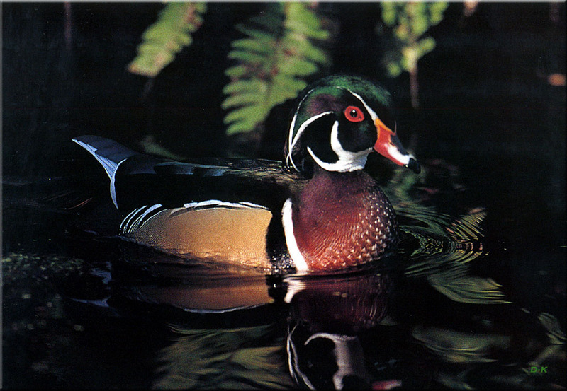 [Birds of North America] Wood Duck Drake; DISPLAY FULL IMAGE.