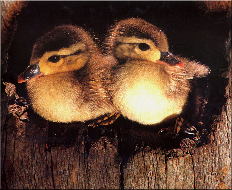 [Birds of North America] Wood Duck chicks; DISPLAY FULL IMAGE.