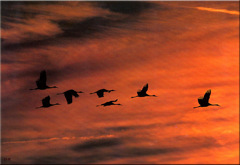 [Birds of North America] Sandhill Crane flock in flight; DISPLAY FULL IMAGE.