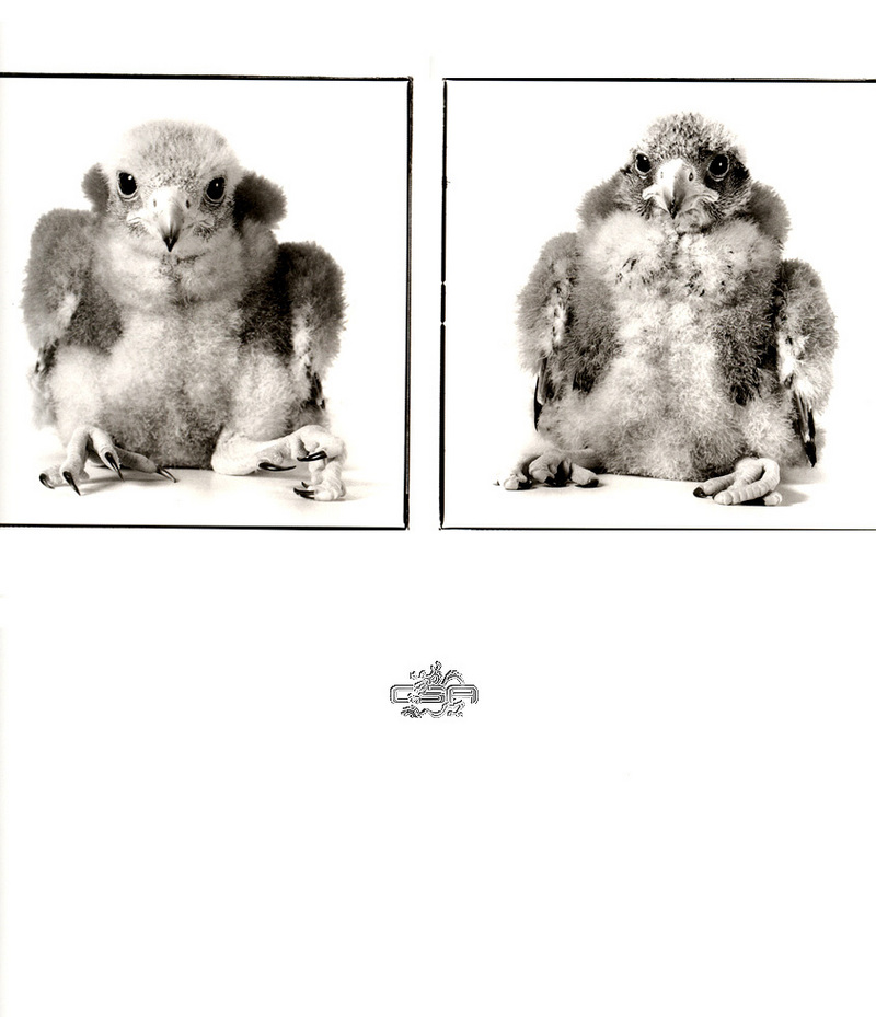 [WYscan CSA Witness] Chick; DISPLAY FULL IMAGE.
