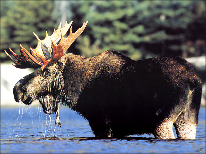 [Weatherby Scan] Bull Moose; DISPLAY FULL IMAGE.