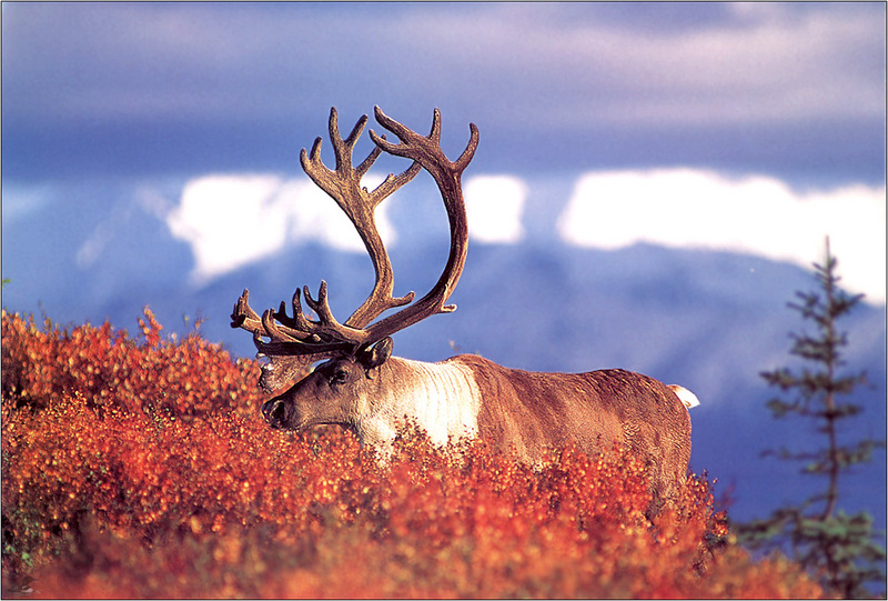 [Weatherby Scan] Caribou; DISPLAY FULL IMAGE.