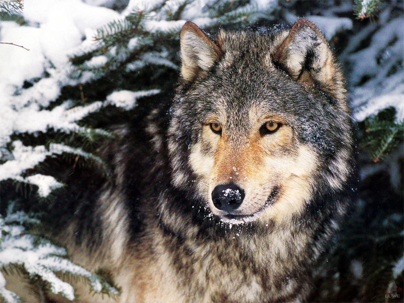 [Treasures of American Wildlife 2000-2001] Gray Wolf; DISPLAY FULL IMAGE.