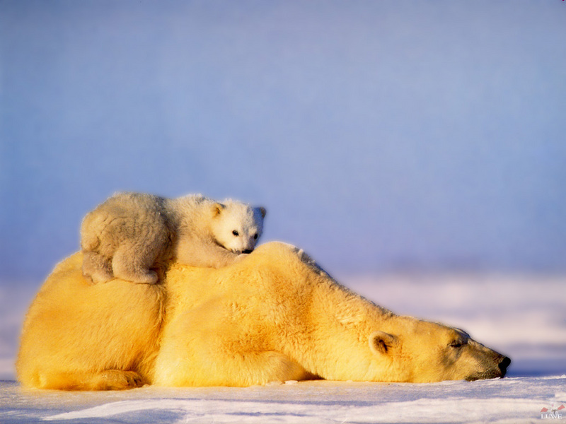 [Treasures of American Wildlife 2000-2001] Polar Bear; DISPLAY FULL IMAGE.