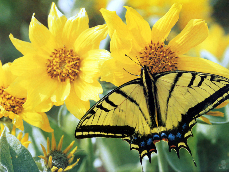 [Treasures of American Wildlife 2000-2001] Tiger Swallowtail Butterfly; DISPLAY FULL IMAGE.