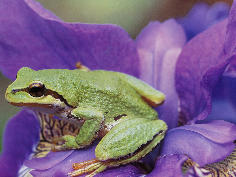 [Treasures of American Wildlife 2000-2001] Green Tree Frog; DISPLAY FULL IMAGE.