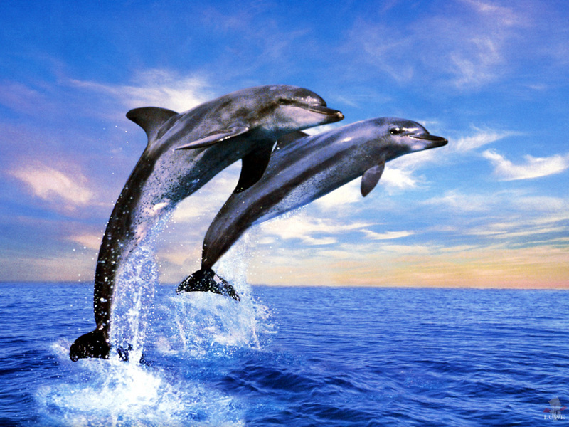 [Treasures of American Wildlife 2000-2001] Bottlenose Dolphins; DISPLAY FULL IMAGE.