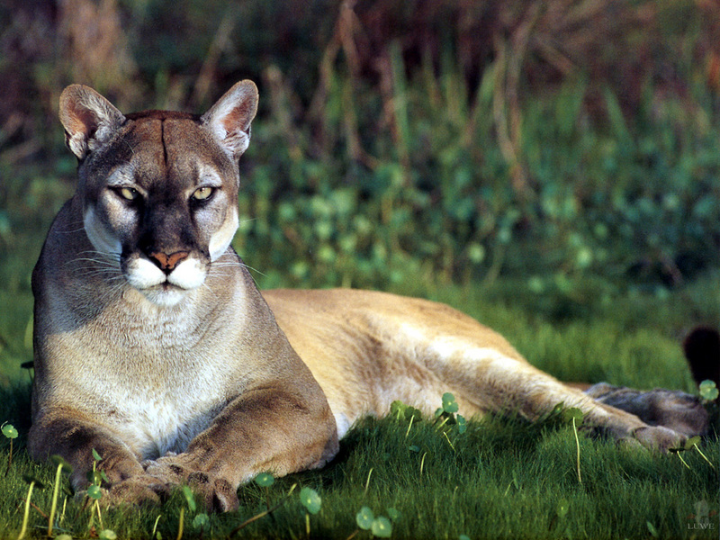 [Treasures of American Wildlife 2000-2001] Florida Panther; DISPLAY FULL IMAGE.
