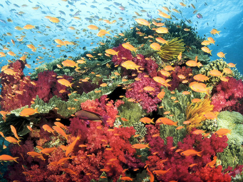 [Treasures of American Wildlife 2000-2001] Coral Reef; DISPLAY FULL IMAGE.