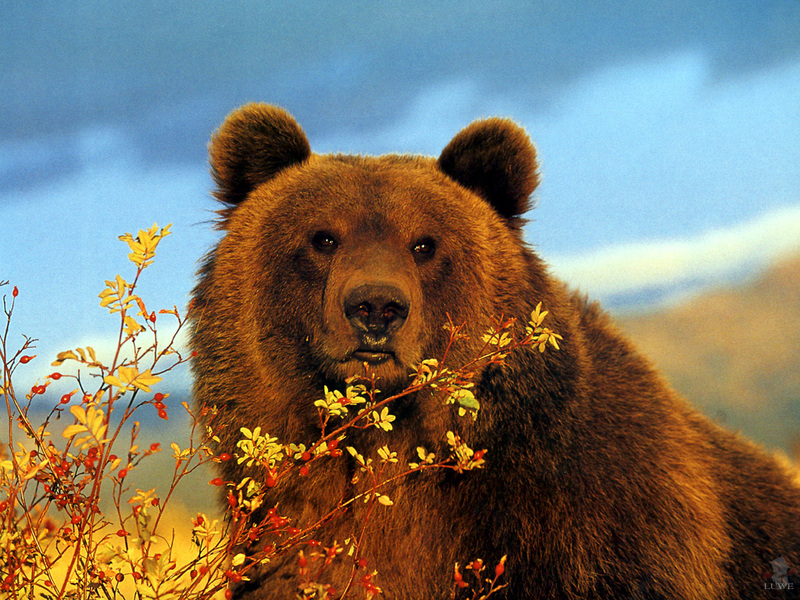[Treasures of American Wildlife 2000-2001] Grizzly Bear; DISPLAY FULL IMAGE.