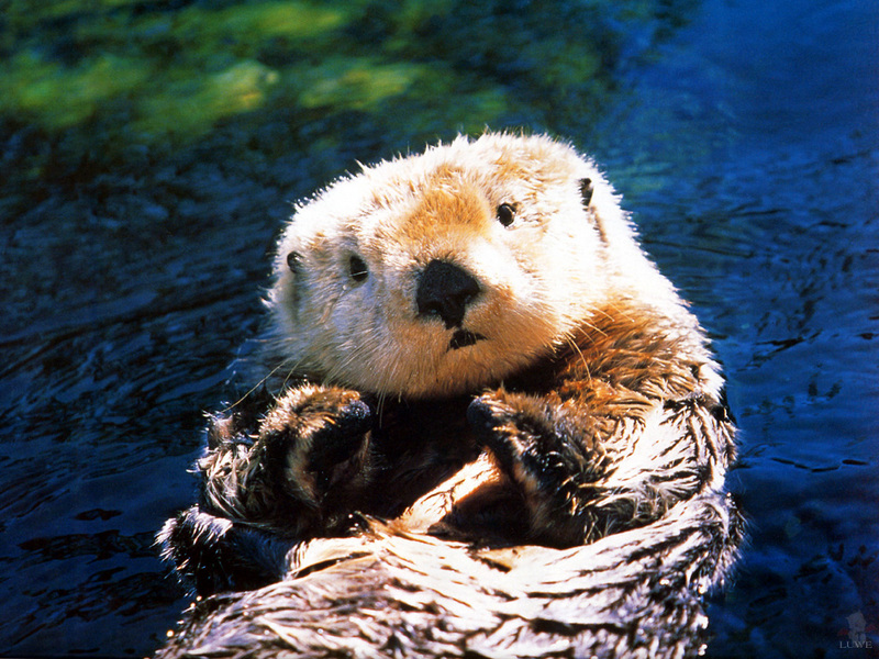 [Treasures of American Wildlife 2000-2001] Sea Otter; DISPLAY FULL IMAGE.