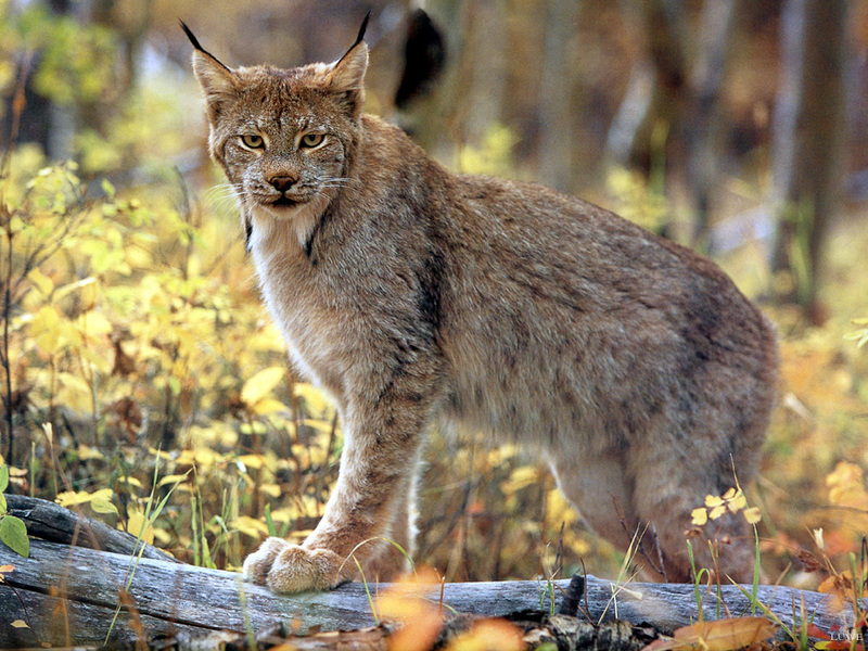 [Treasures of American Wildlife 2000-2001] Canada Lynx; DISPLAY FULL IMAGE.