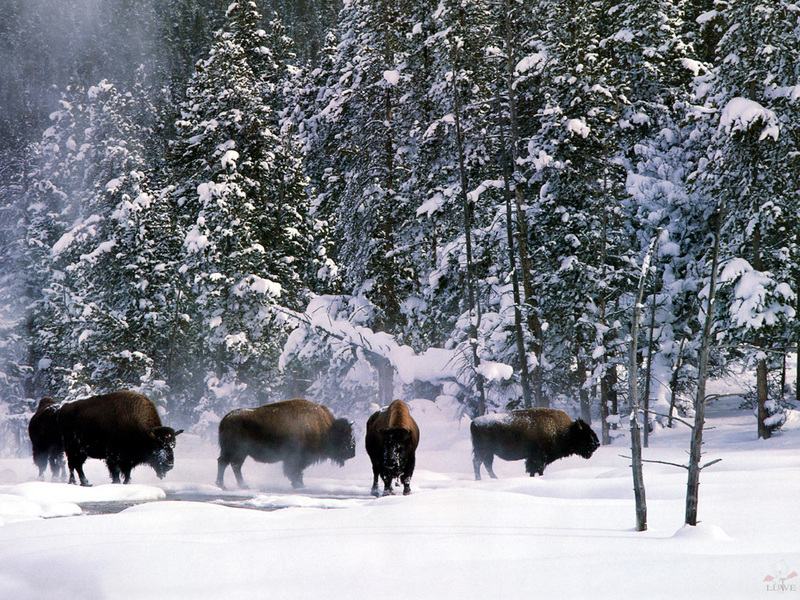 [Treasures of American Wildlife 2000-2001] American Bison Group; DISPLAY FULL IMAGE.