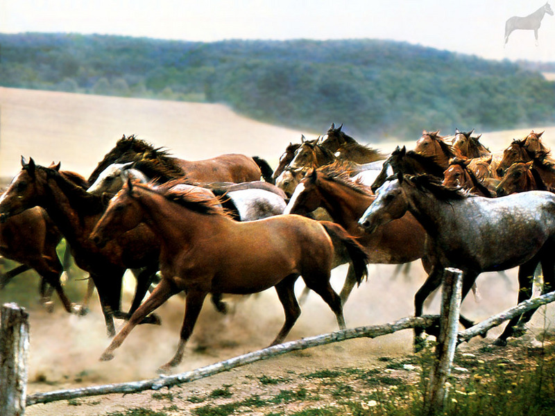 [Equus-SDC Horses] Mustang Herd; DISPLAY FULL IMAGE.