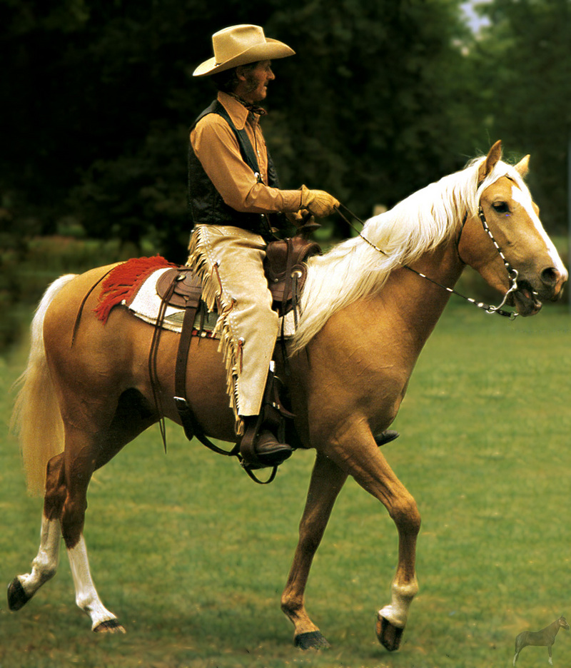[Equus-SDC Horses] Palomino; DISPLAY FULL IMAGE.