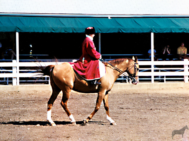 [Equus-SDC Horses] Akhal-Teke@Kentucky Horse Park Show; DISPLAY FULL IMAGE.