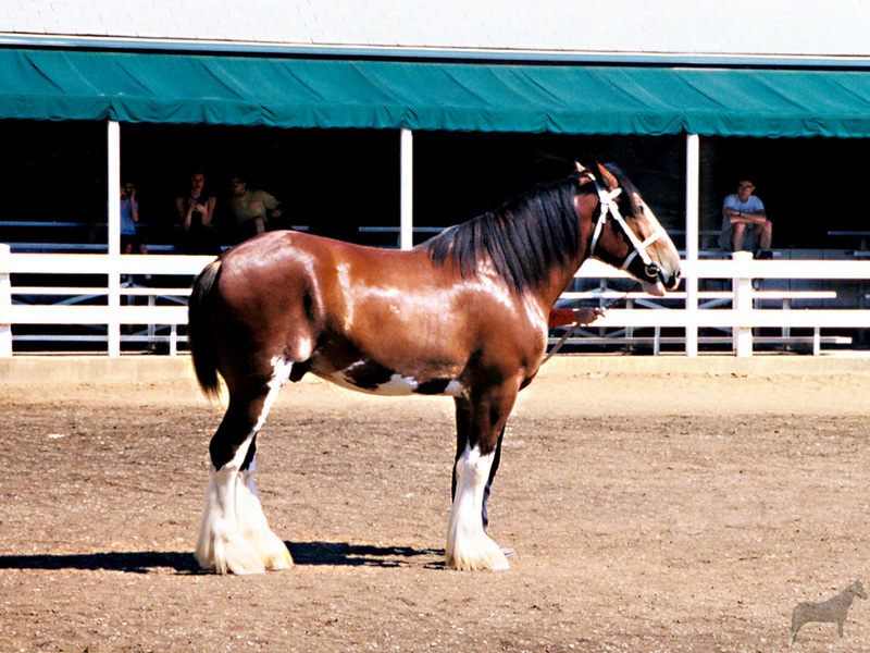 [Equus-SDC Horses] Shire Stallion@Kentucky Horse Park Show; DISPLAY FULL IMAGE.