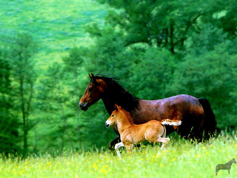[Equus-SDC Horses] Welsh Mountain Pony mother & colt; DISPLAY FULL IMAGE.