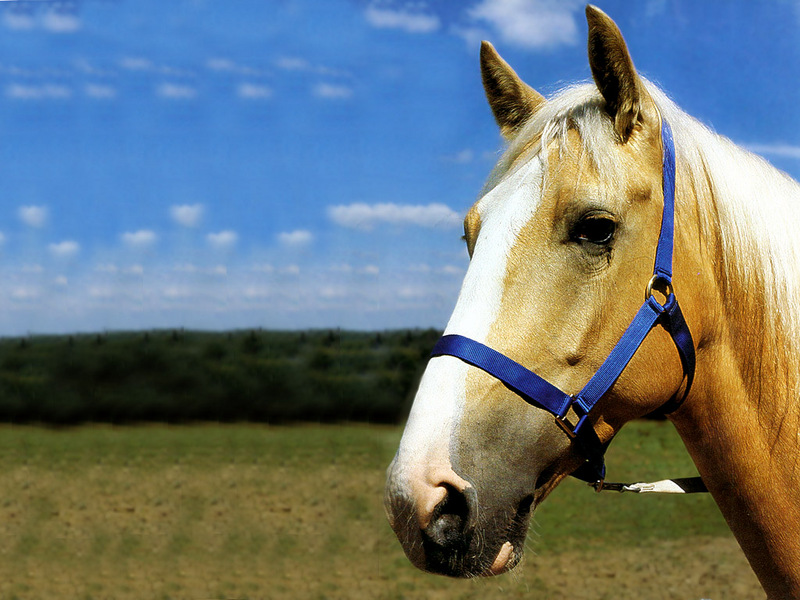 [Equus-SDC Horses] Perfect Palomino Head; DISPLAY FULL IMAGE.