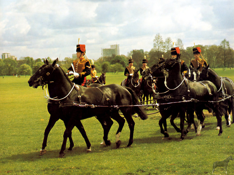 [Equus-SDC Horses] King's Troop of the Royal Horse Artillery; DISPLAY FULL IMAGE.
