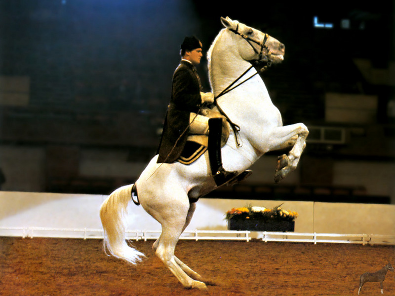 [Equus-SDC Horses] Lippizan Performing the Levade; DISPLAY FULL IMAGE.